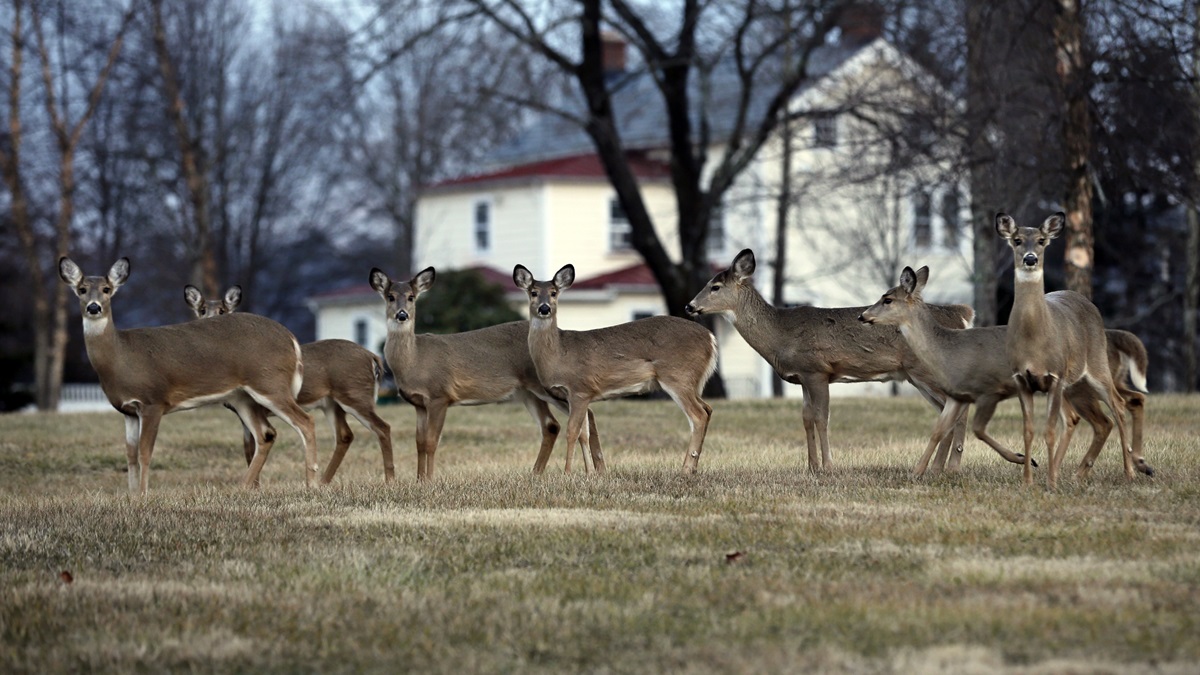  (AP Photo/Mel Evans) 