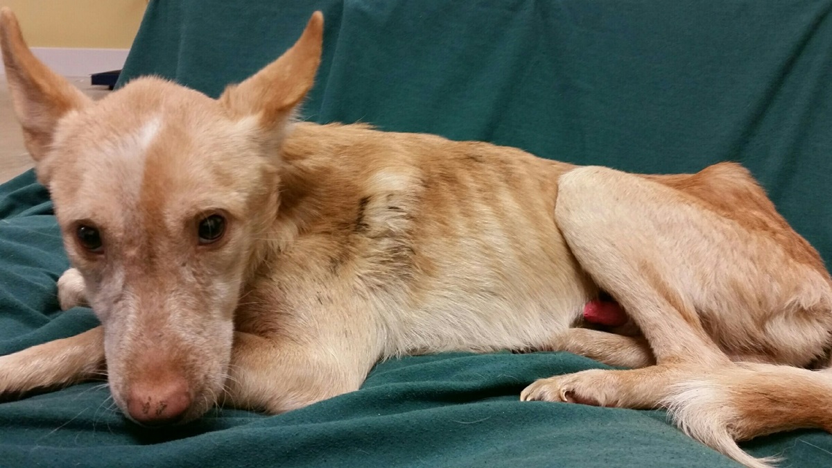 This emaciated dog is one of 14 rescued from a property in Millsboro. (photo courtesy Delaware Office of Animal Welfare)