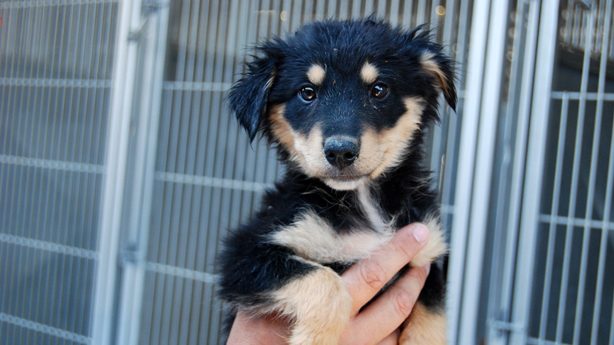  (AP Photo/San Bernardino County Animal Shelter, C.L. Lopez) 