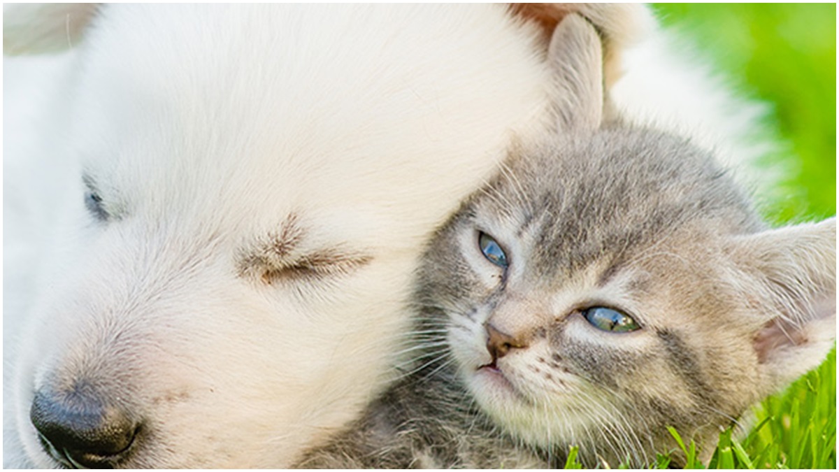 (Office of Animal Welfare photo)