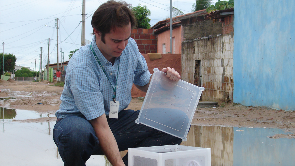 Dr Andrew McKemey releasing Oxitec male mosquitos. (Courtesy of Oxitec)