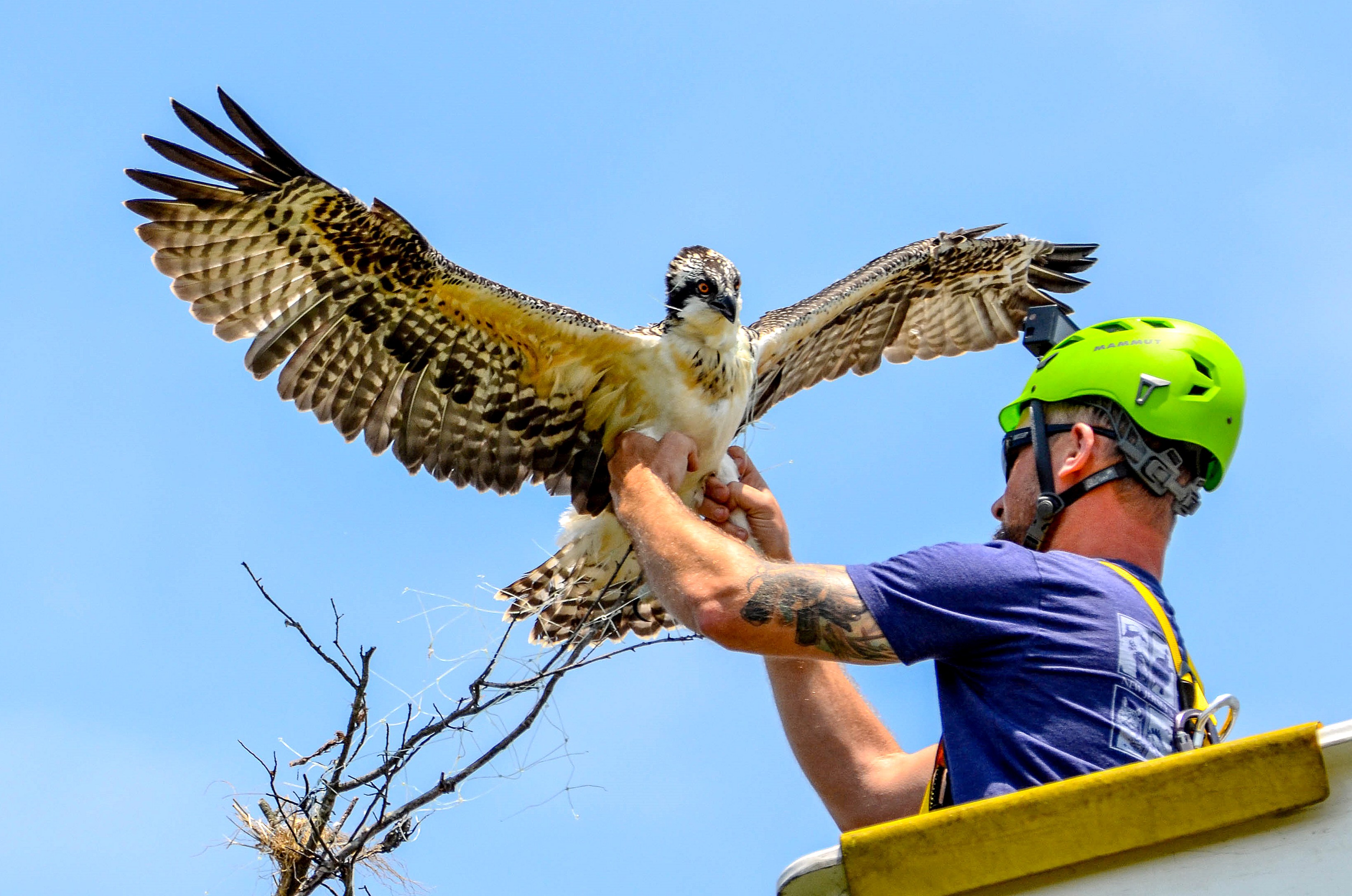 Conserve Wildlife Foundation of New Jersey Habitat Program Manager Ben Wurst untangles a young osprey from monofilament last month. The same bird recently died from electrocution. (Photo courtesy of Bonnie Myszka/Shack in the Swamp Photography)