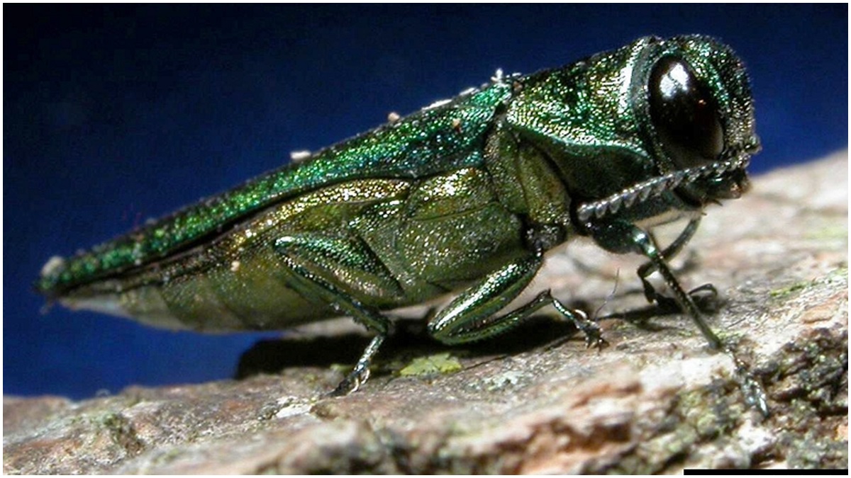 Emerald ash borer (Vermont Invasives Flickr photo)
