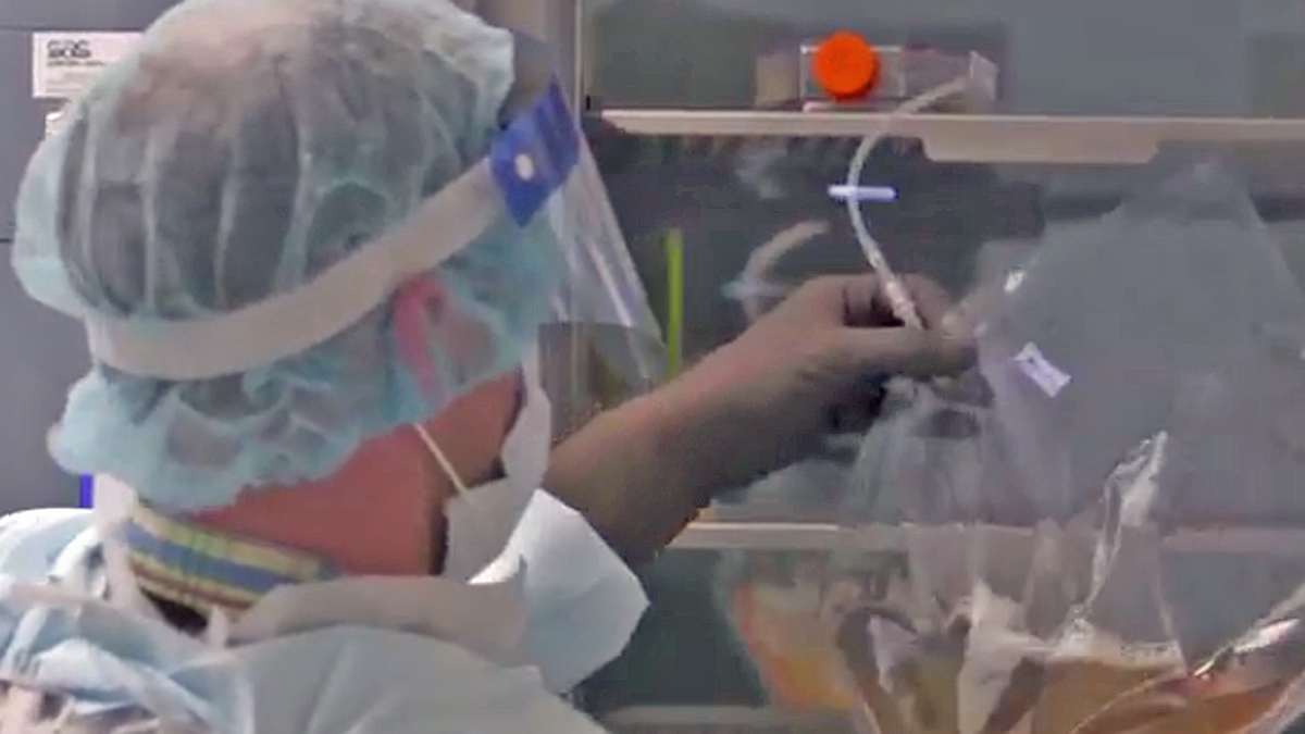  A researcher checks on growing T cells as part of a therapy to halt chronic lymphocytic leukemia. (Electronic image courtesy of the University of Pennsylvania) 