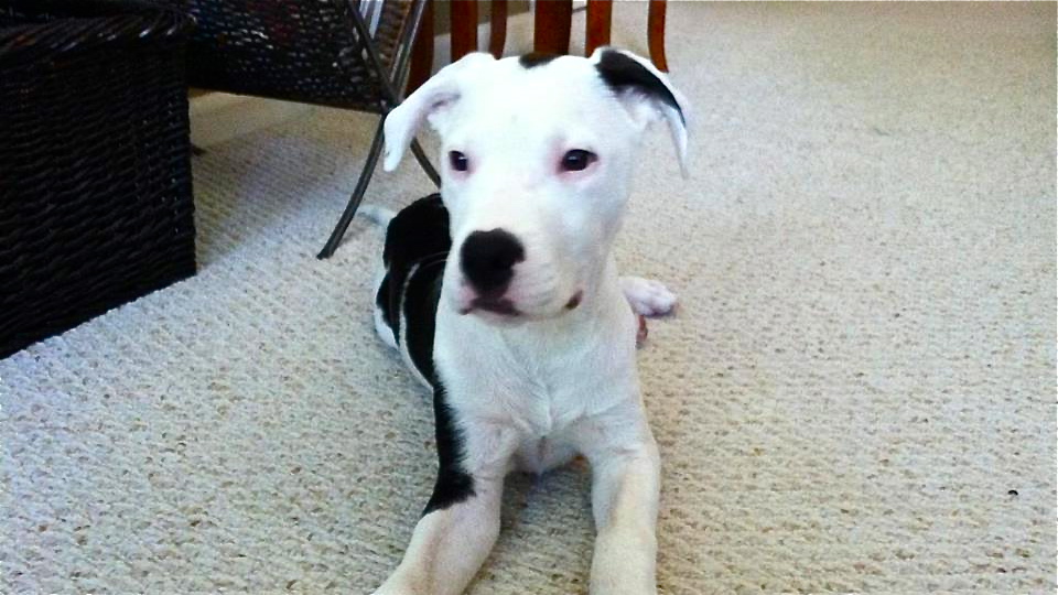  Fats Domino was found in North Philadelphia 10 days after he went missing. (Photo courtesy of Erin Harker) 