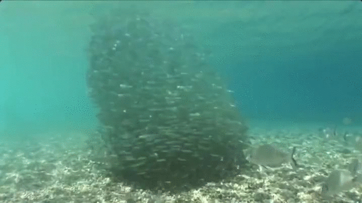 fish