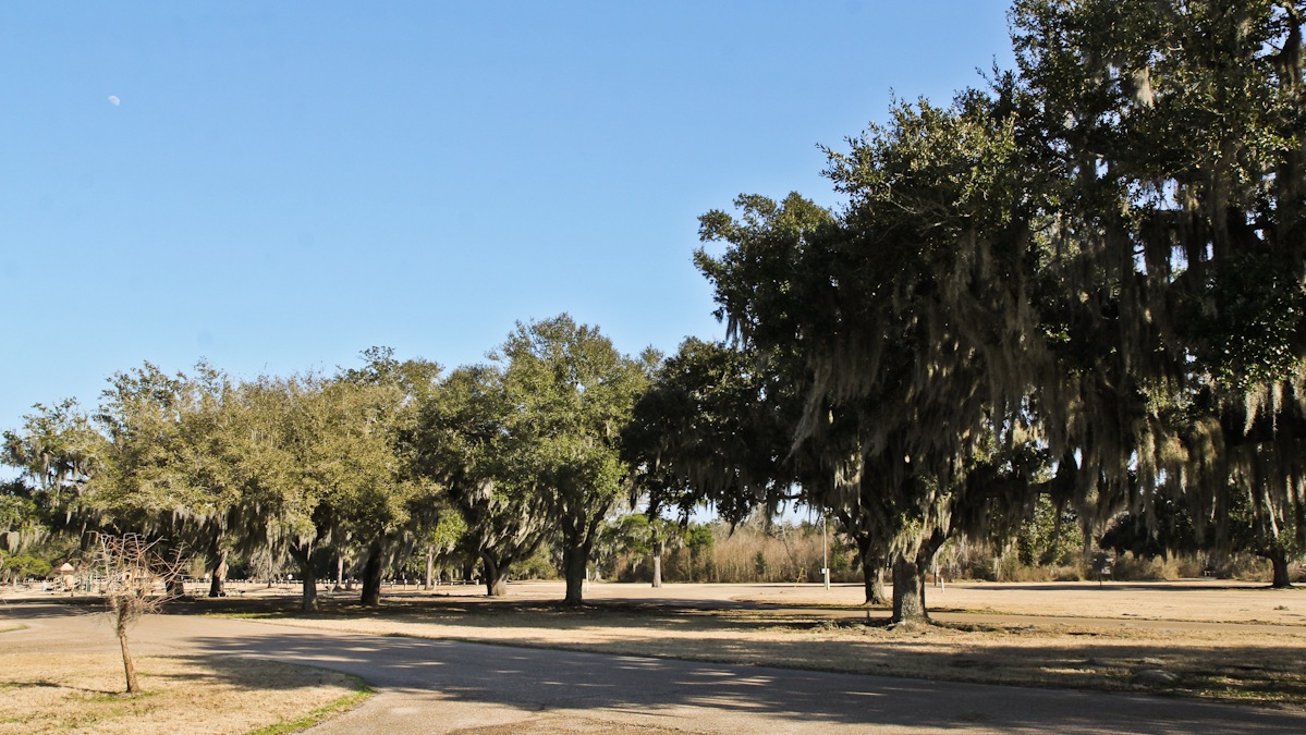  Spanish moss hangs from live oak trees at Fontainebleau State Park a few miles out of Mandeville Louisiana. (Anders Morholt/for NewsWorks) 