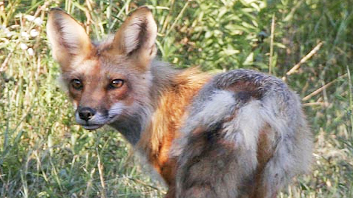  A fox similar to the one pictured in this file photo tested positive for rabies after biting a Millsboro resident. (AP Photo/Toby Talbot) 
