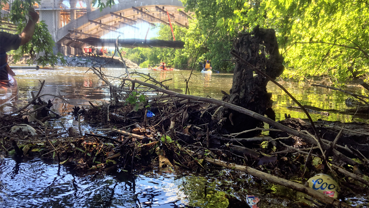 Trash in the Schuylkill often becomes trapped behind natural brush barriers