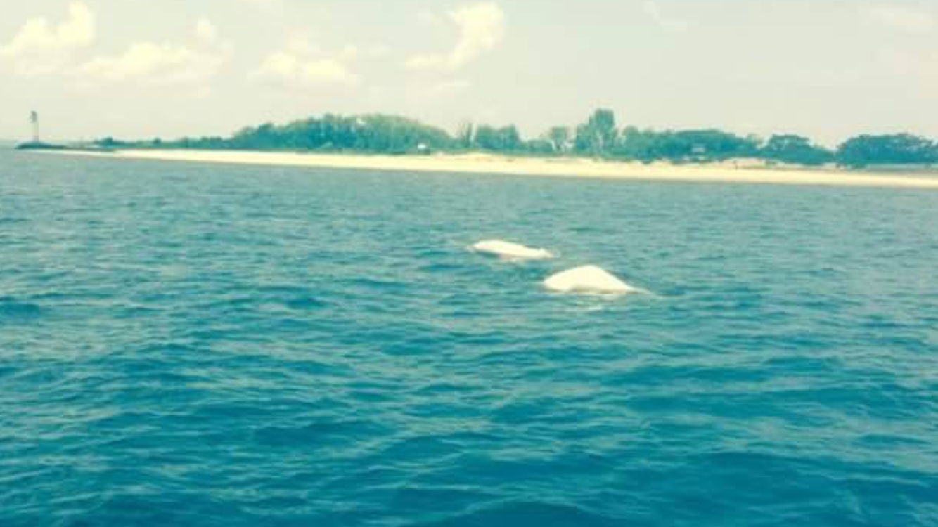  Beluga whales swimming in the Shrewsburg River near Bahrs Marina in Highlands on Sunday. (Image courtesy of Bahrs Landing) 