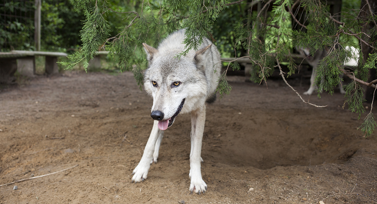 A wolfdog hybrid at Howling Woods Farm