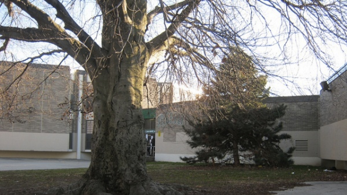  The historic beech tree on the grounds of John B. Kelly Elementary School in Germantown, shown here in 2012. (Alaina Mabaso/for NewsWorks, file)  