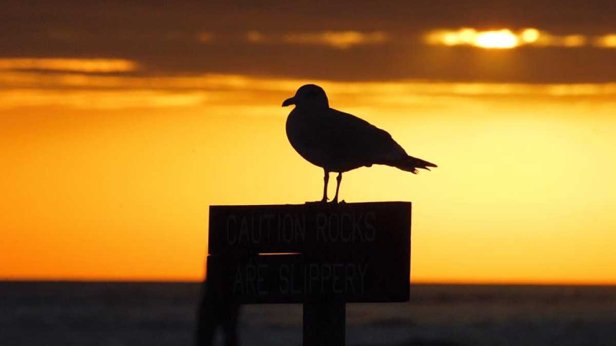 A Thanksgiving 2015 sunrise at Barnegat Light by JSHN contributor Lance Schnatterly‎.