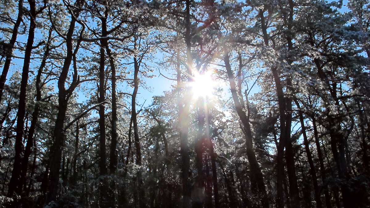  The sun shines through snow-covered pine trees in the New Jersey Pinelands in Manchester, N.J. on Dec. 11, 2013. (AP Photo/Wayne Parry) 