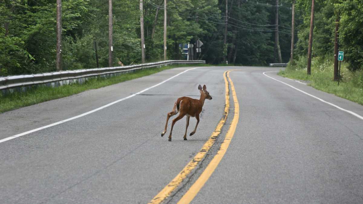 A deer crossing a New Jersey roadway in June 2009. (Image: Sheila Dee/sheiladeeisme via Flickr)