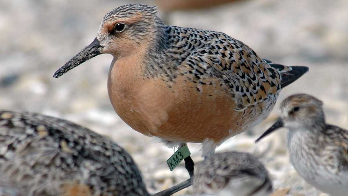   This photo provided by the US Fish and Wildlife Service shows a red knot in Mispillion Harbor, Delaware. (Gregory Breese, USFWS/AP Photo)  