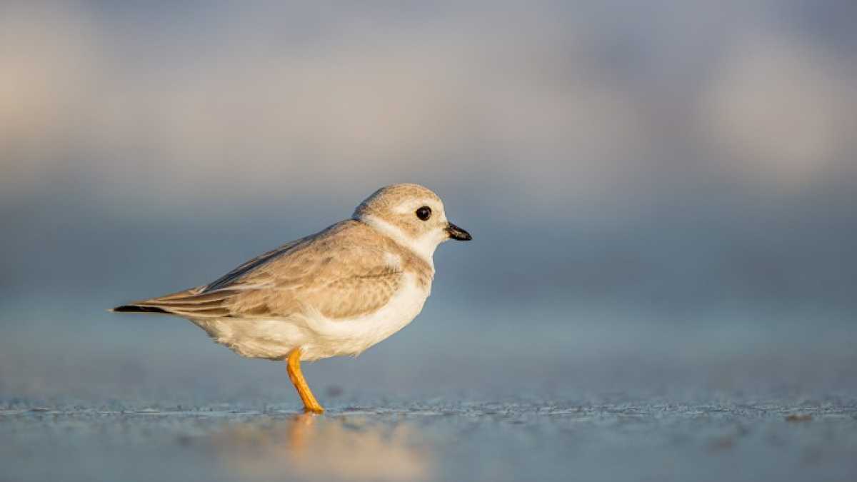  (Photo: Northside Jim/Conserve Wildlife Foundation of New Jersey) 