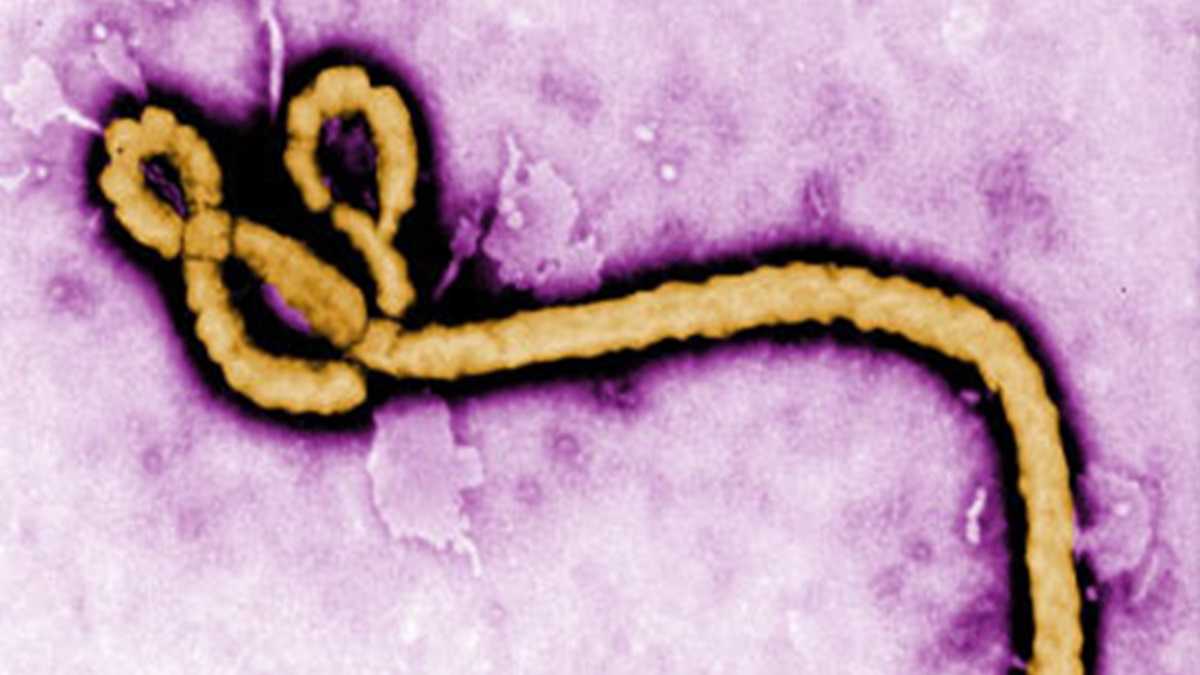 (photo courtesy of CDC)