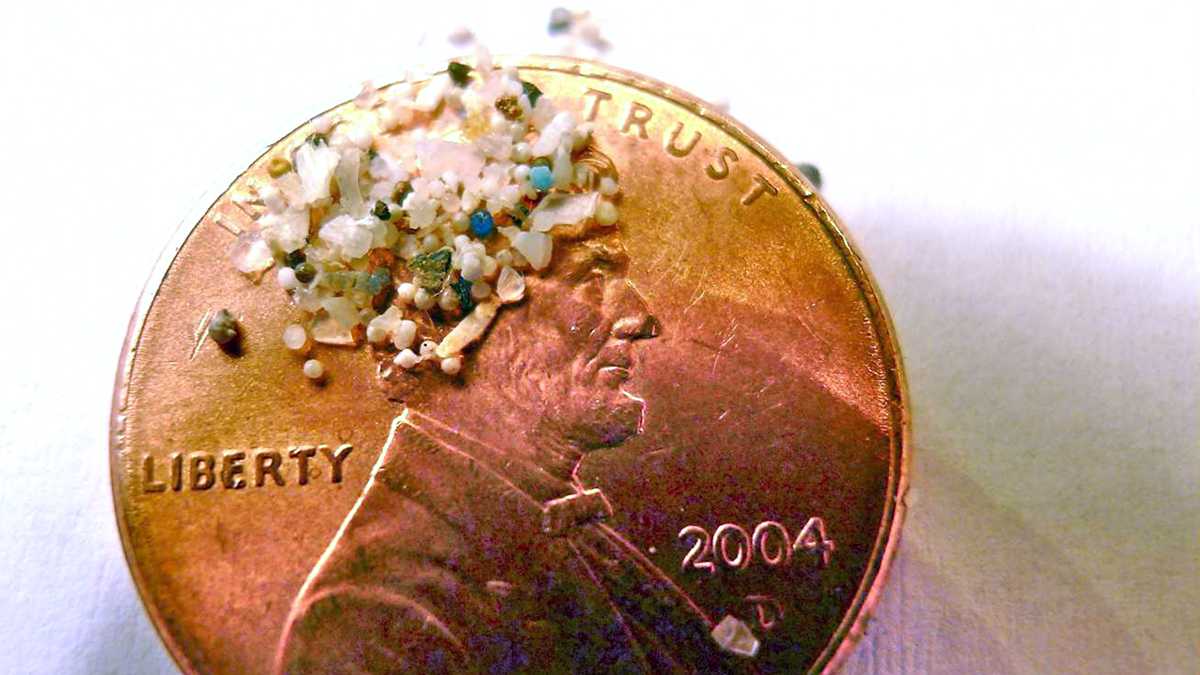  A sample of 'microbeads' collected in eastern Lake Erie is shown on the face of a penny. (AP Photo/Courtesy 5gyres.org/ Carolyn Box, file)  