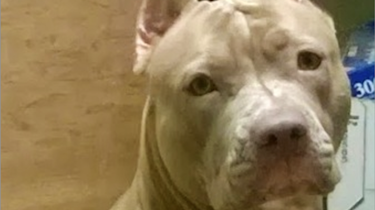  Bonnie, the pitbull, survived a house fire in Germantown last night. But has she since been dognapped? (Photo courtesy of the Hall family) 