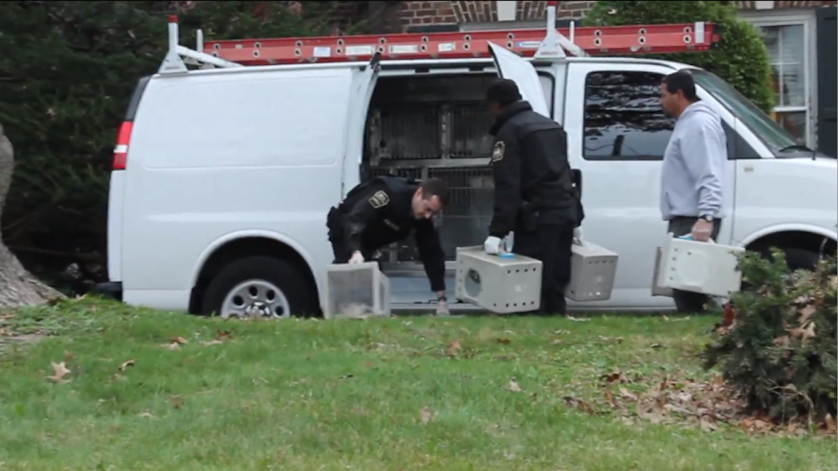  Investigators remove cats from the childhood home of Grace Kelly last Halloween. (NewsWorks, file art) 