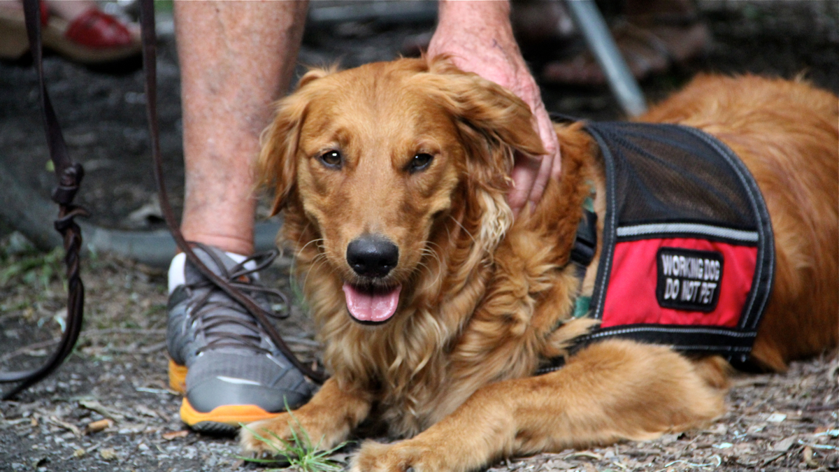 Bretagne has been trained to detect low blood sugar levels in Wayne Mowry
