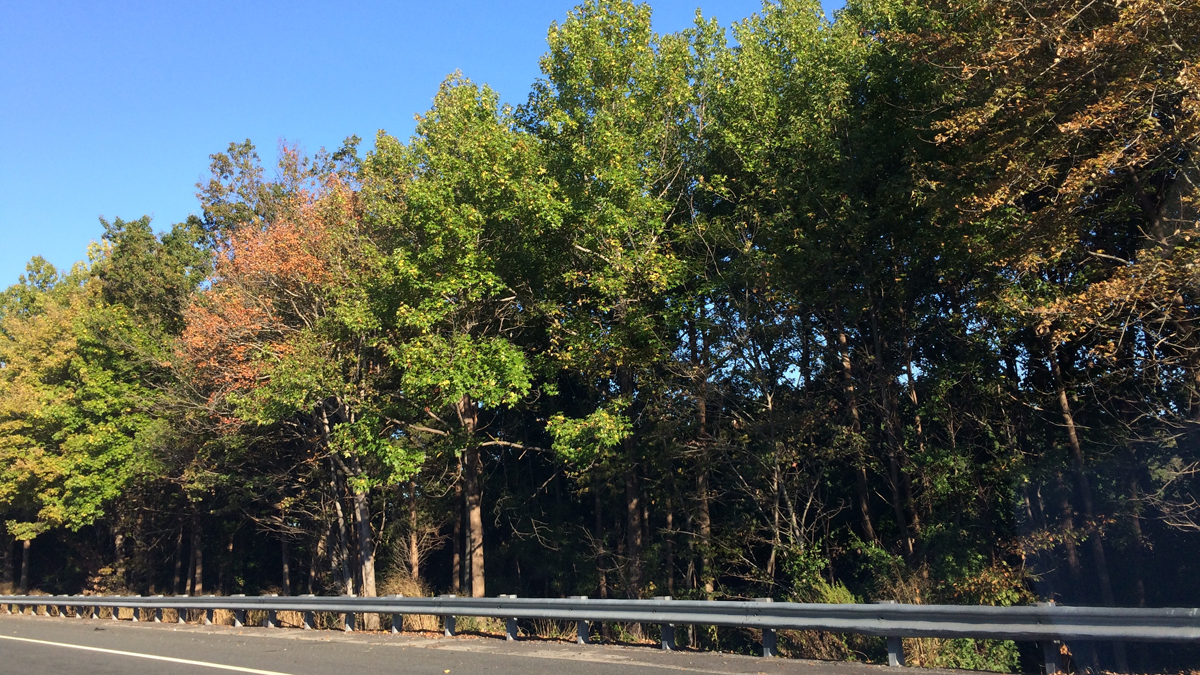 Even though some leaves are  turning brown because of below-normal rainfall