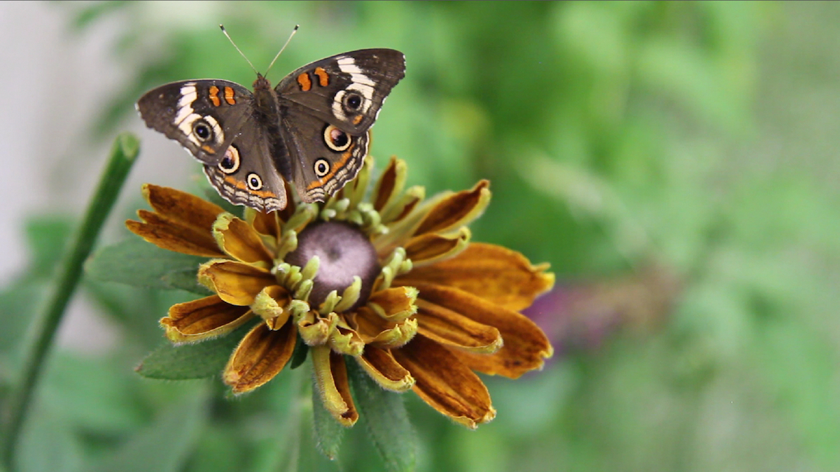  (Kimberly Paynter/WHYY) 