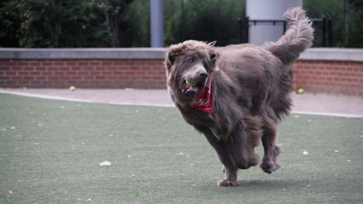 Lenny, a Newfoundland, hasn't had a summer haircut. His undercoat is meant to keep him cool, says owner Gloria Sutryn. (Emma Lee/WHYY)