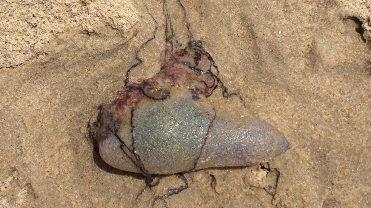  This Portuguese man o' war washed ashore Monday morning at Fenwick Island. (photo courtesy of DNREC) 