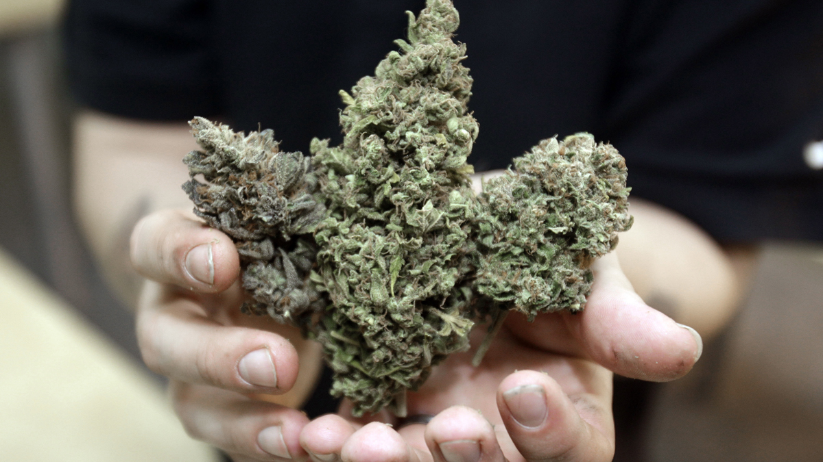  Three types of marijuana buds are shown at Med Grow Cannabis College in Southfield, Mich. (AP Photo/Carlos Osorio, file) 