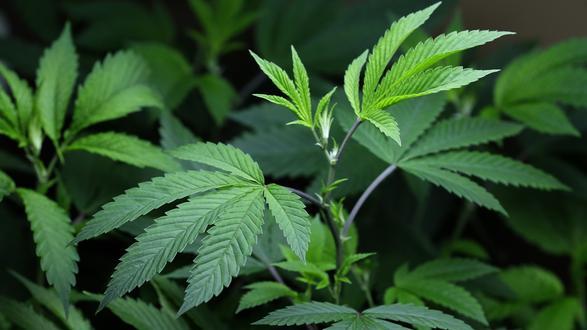 A measure pending in Pennsylvania's Legislature would change possession of a small amount of marijuana from a misdemeanor to a summary offense. Philadelphia already has such an ordinance on its books. (Ted S. Warren/AP Photo, file) 