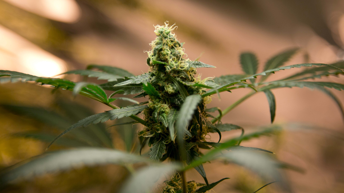  This 2013 photo shows a marijuana plant. (AP Photo/Eduardo Verdugo) 