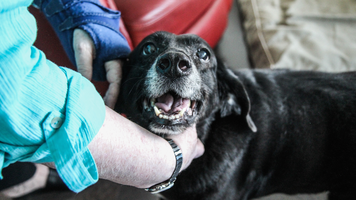  Jan Rubin caresses her 12-year-old Plott hound Mira. (Kimberly Paynter/WHYY) 