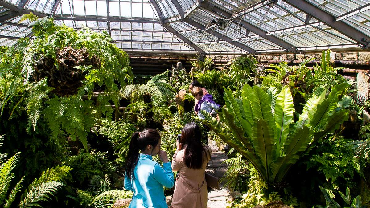  Families exploring the greenhouse at Morris Arboretum as last weekend's Cherry Blossom Festival. (Brad Larrison/for NewsWorks) 