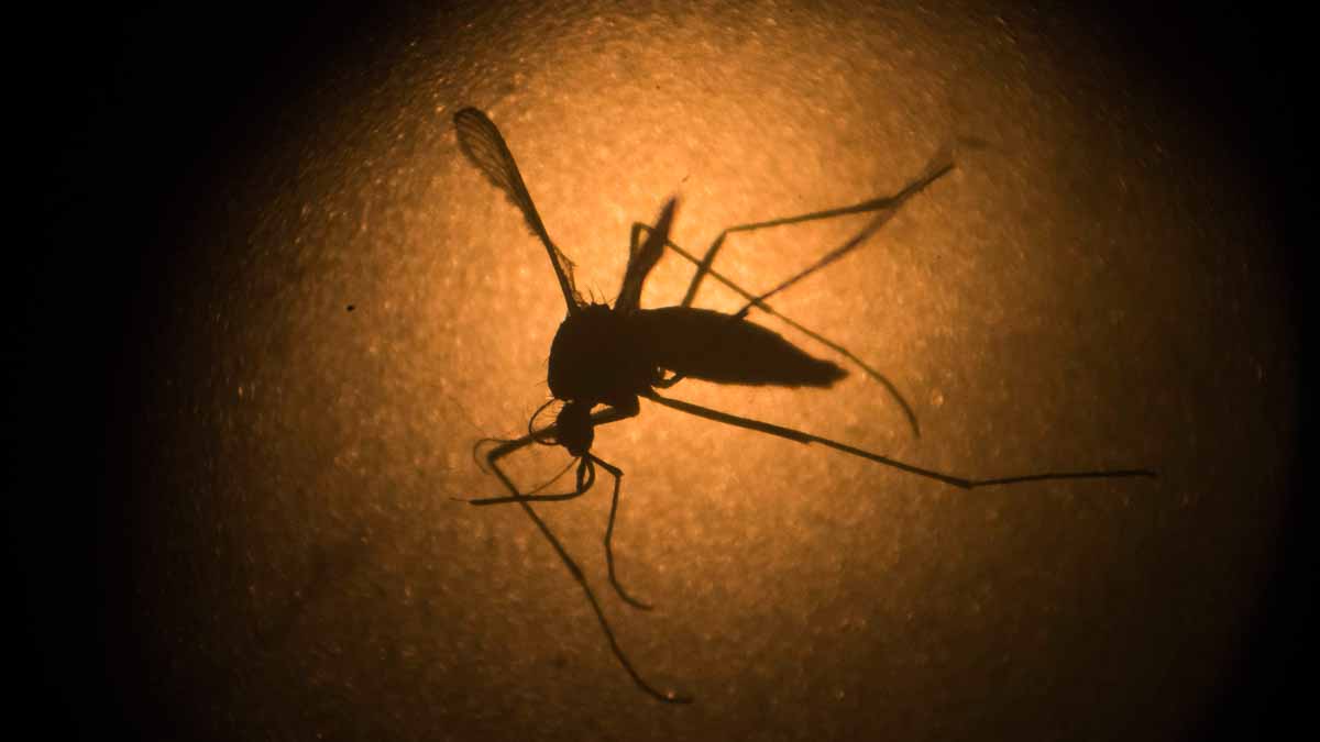 An Aedes aegypti mosquito known to carry the Zika virus