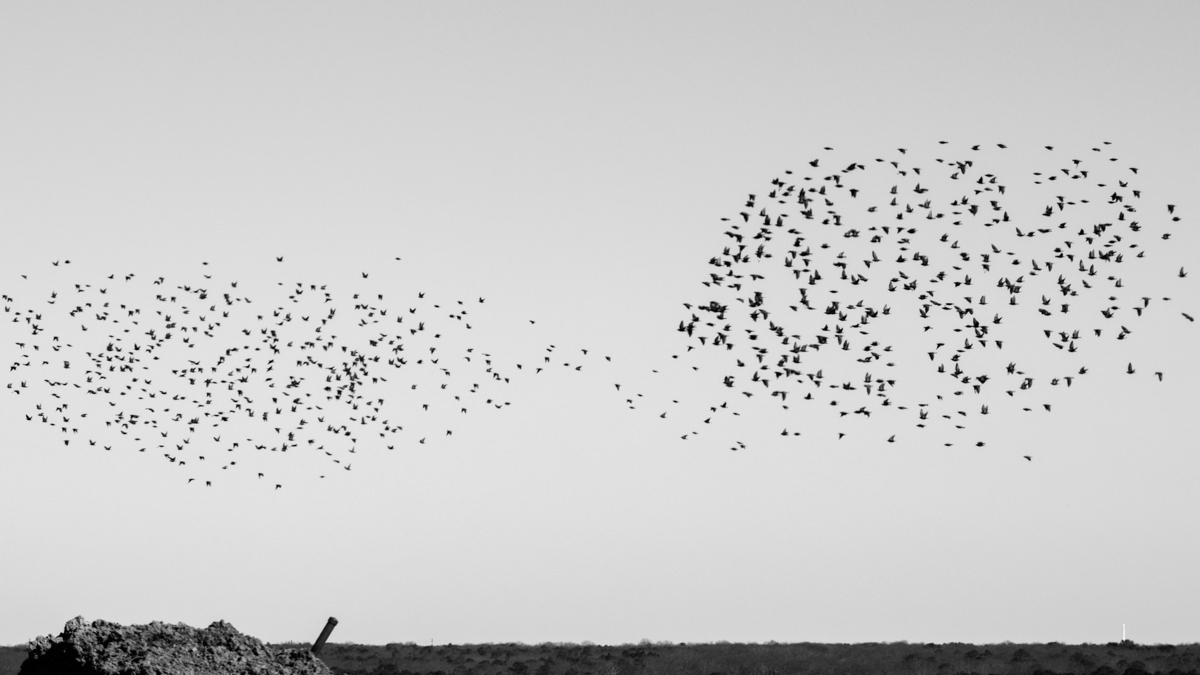 A starling murmuration over Atlantic County Utilities Authority in New Jersey. (Paige Pfleger/WHYY)