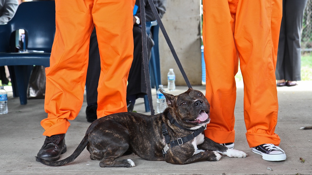 Havarti was rescued from euthanization by New Leash on Life and trained by prisoners in Philadelphia. The dog passed the Canine Good Citizen test and will be adopted. (Kimberly Paynter/WHYY)