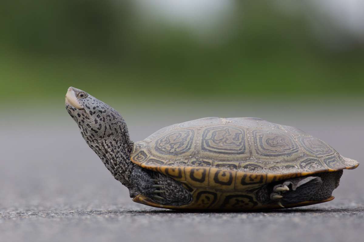 A northern diamondback terrapin. (Photo courtesy of Ben Wurst/Conserve Wildlife Foundation of NJ)