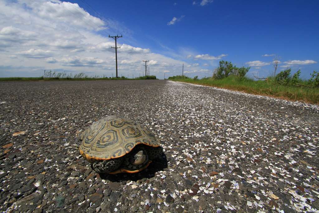 A female terrapin on Great Bay Boulevard in Little Egg Harbor. (Photo courtesy of Ben Wurst/Conserve Wildlife Foundation of NJ)