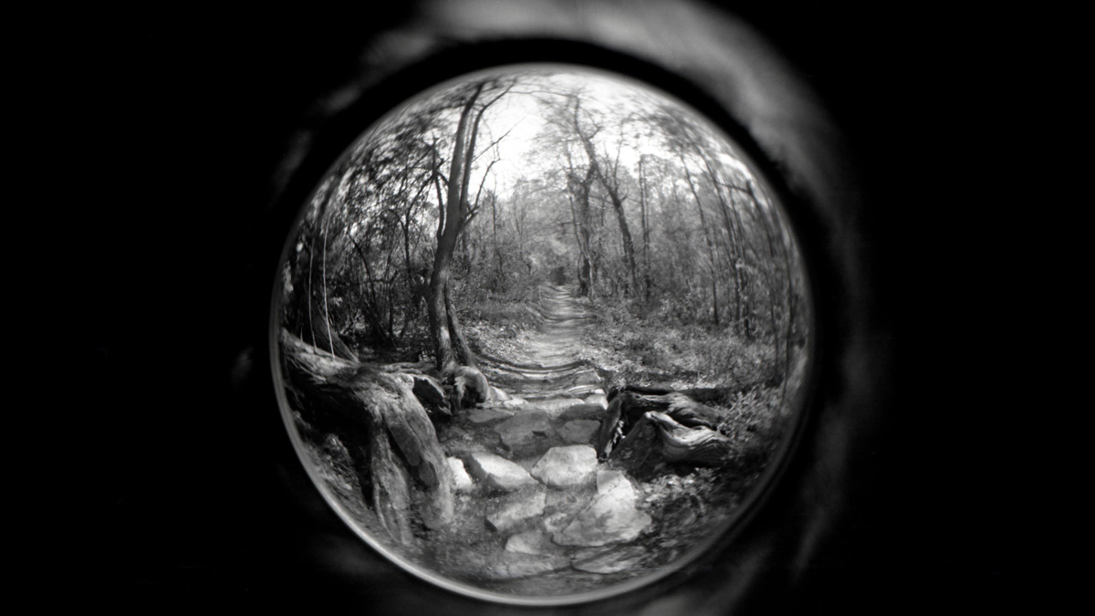  Through the Bright Woods (Courtesy: Heather Siple) 