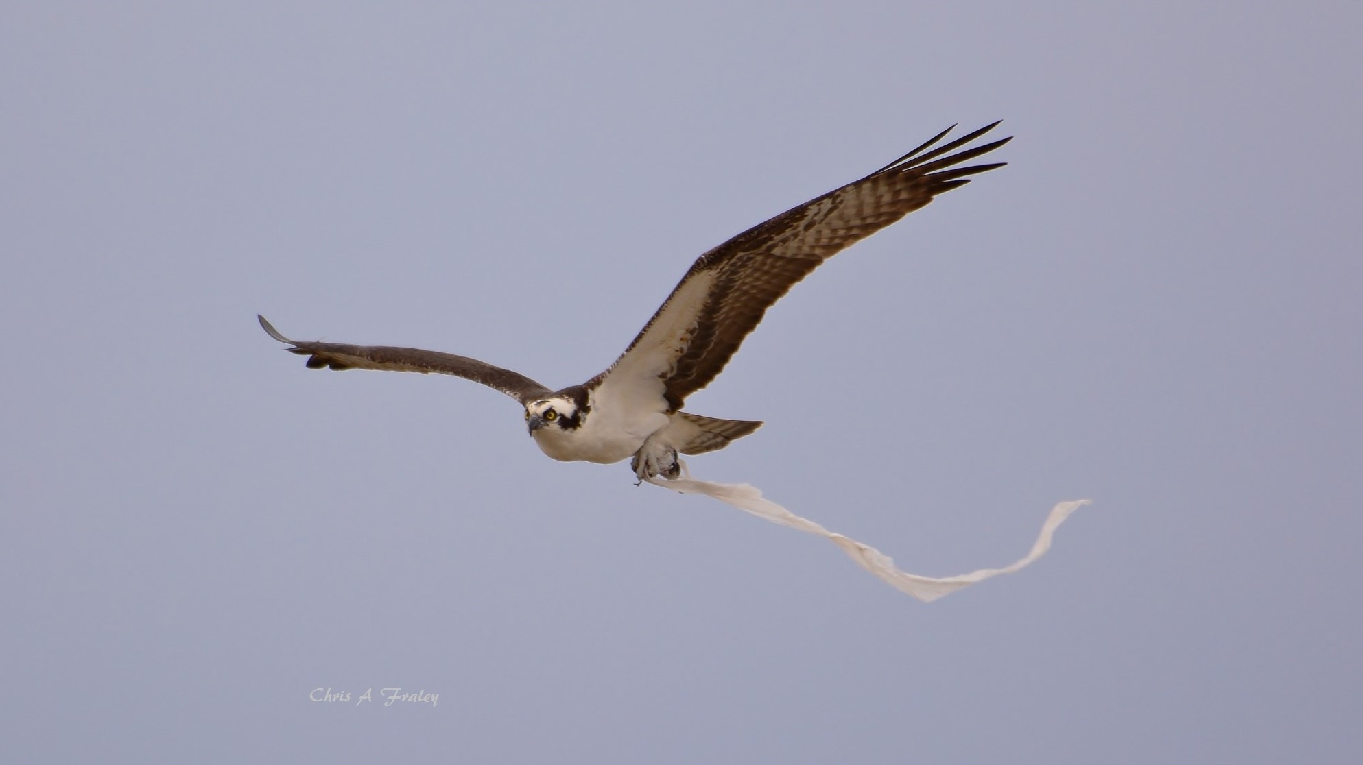  An osprey returning to Sandy Hook bearing a 