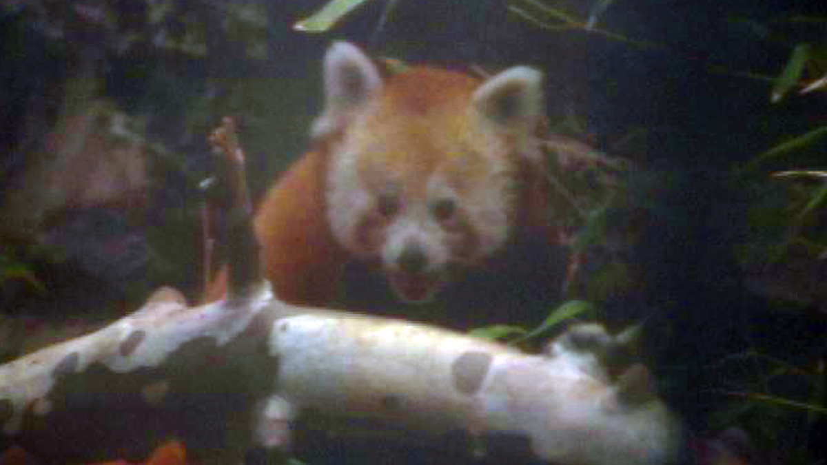  One of two new red pandas at Brandywine Zoo. The exhibit will remain veiled until next month to allow the pandas to adjust to new surroundings (Paul Parmelee/WHYY) 