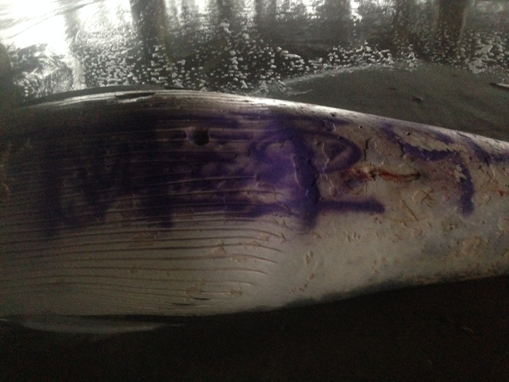  Image courtesy of Marine Mammal Stranding Center staffer Troy Platt.  