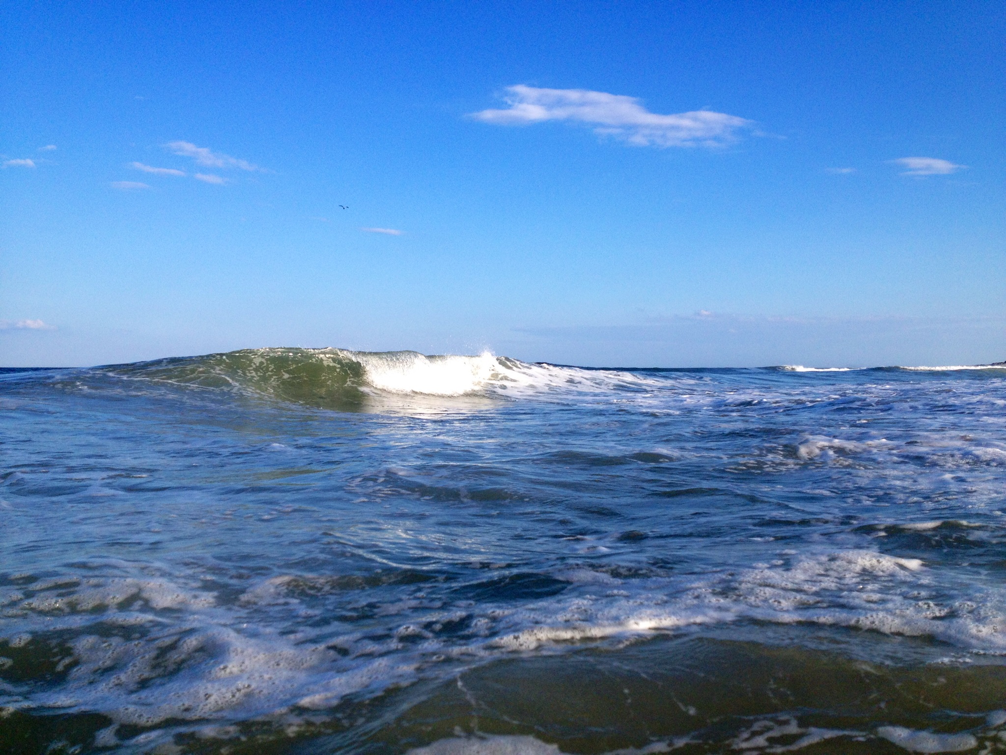Island Beach State Park. (Justin Auciello for WHYY)