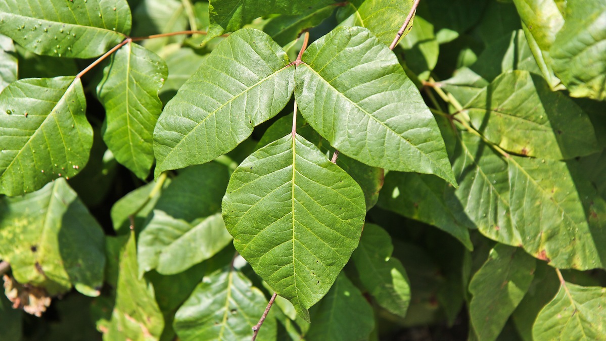 Leaves of three: a young poison ivy plant in Elkins Park