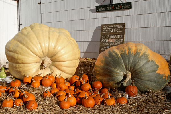 pumpkin600