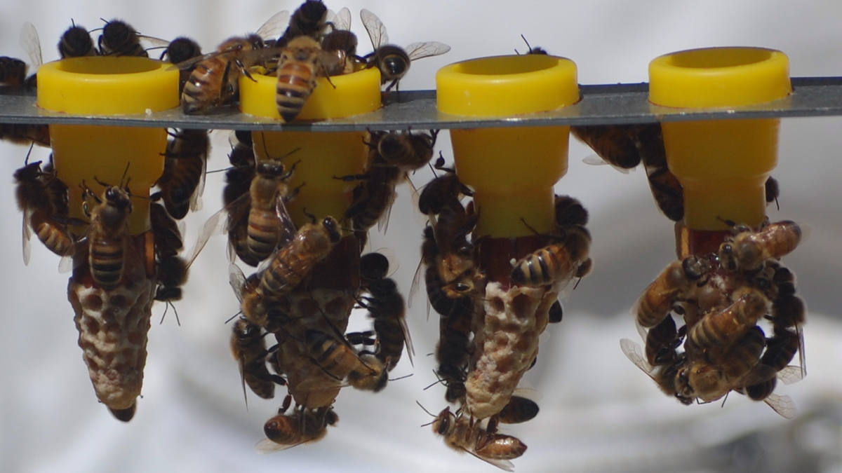  Queen bees (Pphoto courtesy of Janet Katz, N.J. Beekeepers Association) 