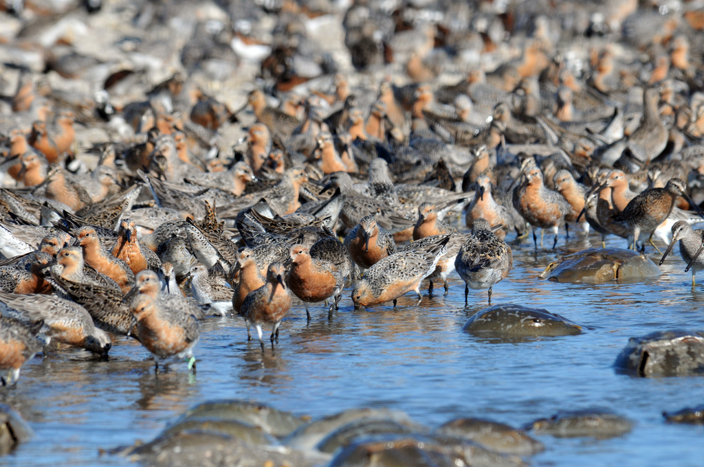 Red knots walk along the shore.