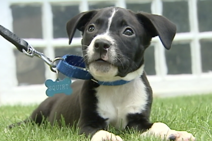 a puppy
